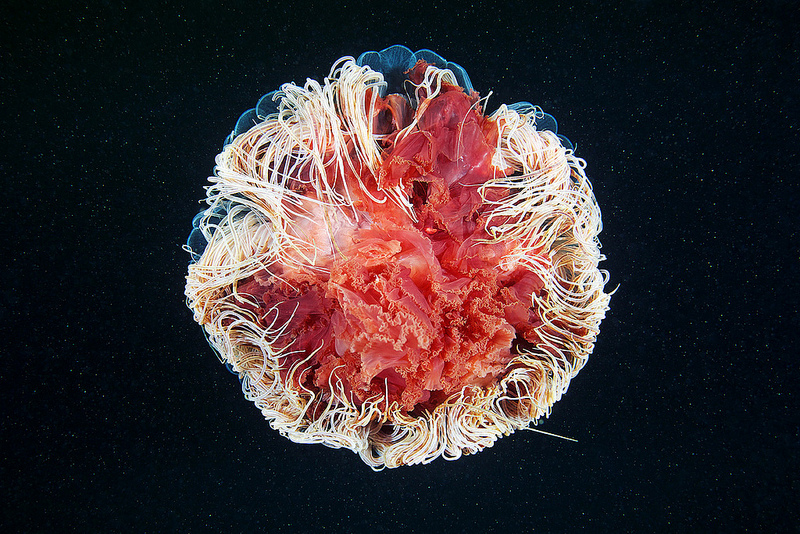 .cforce - Alexander Semenov - Cyanea capillata sphere
